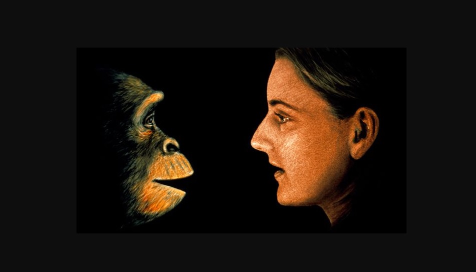 Imagen de un ser humano frente a un primate.