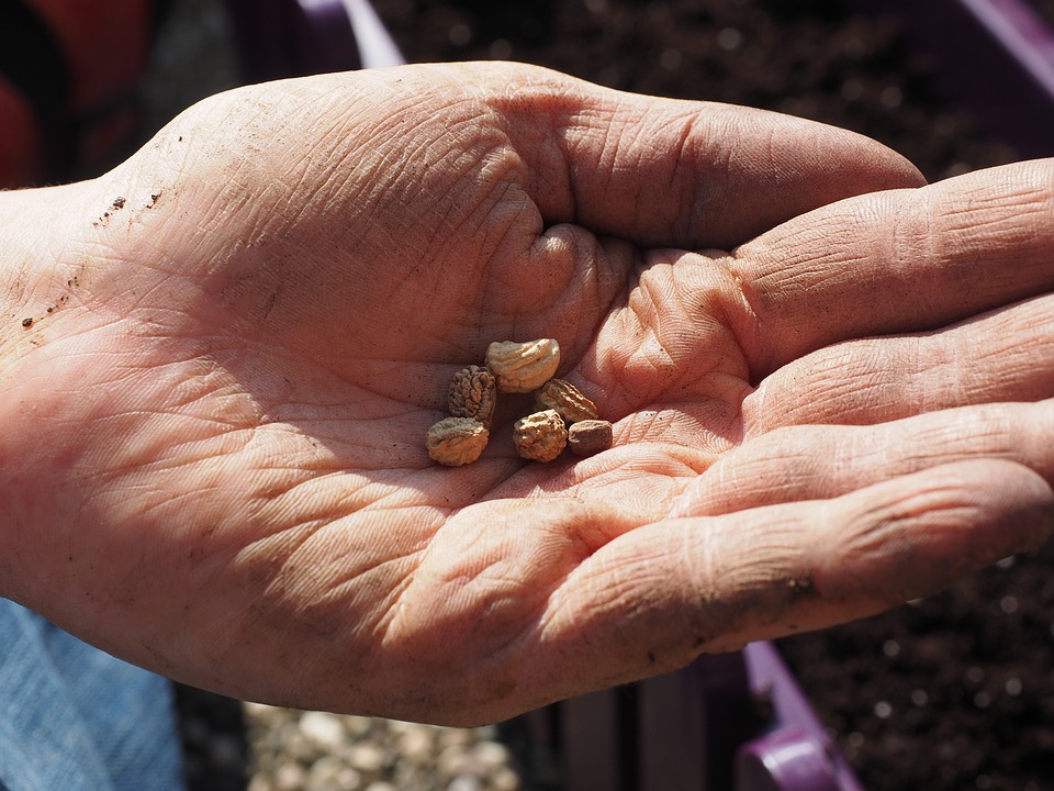 Imagen de unas manos sosteniendo semillas