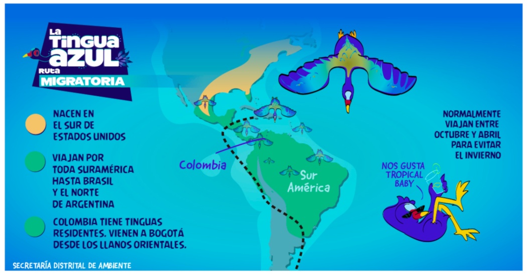 Infografía del viaje migratorio de la tingua azul