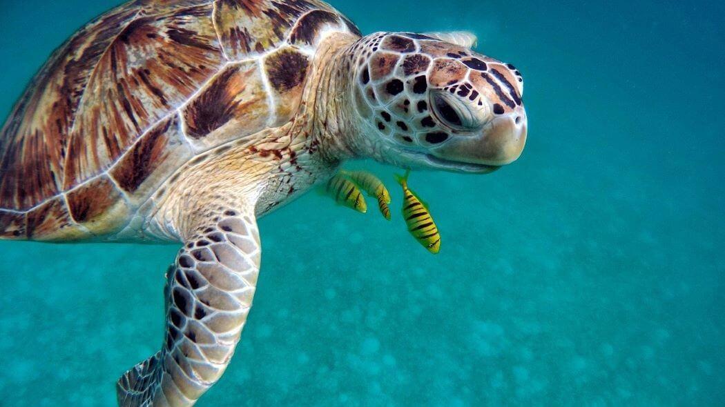 Imagen de una tortuga marina.