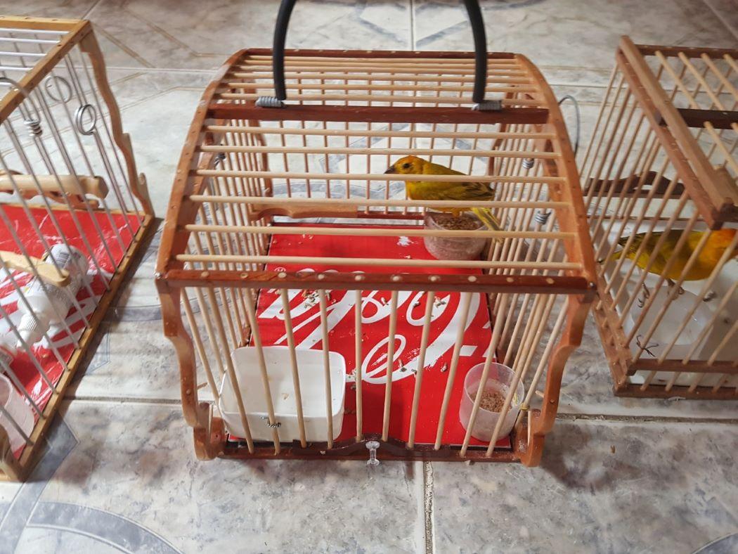 Imagen de los canarios incautados en una jaula.