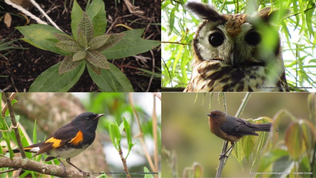 La Reserva Van der Hammen alberga 11 especies de mamíferos, 23 de mariposas, diferentes aves y 200 especies vegetales. Fotos: Oswaldo Cortés-Fundación Humedales Bogotá