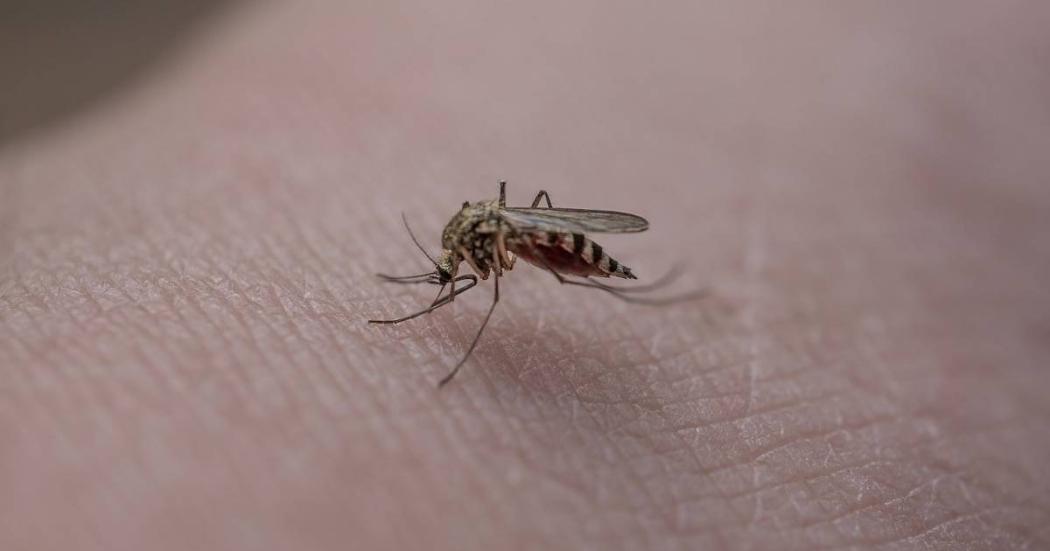 ¿Cómo evitar picadura de mosquitos si se viaja en Semana Santa? Salud 