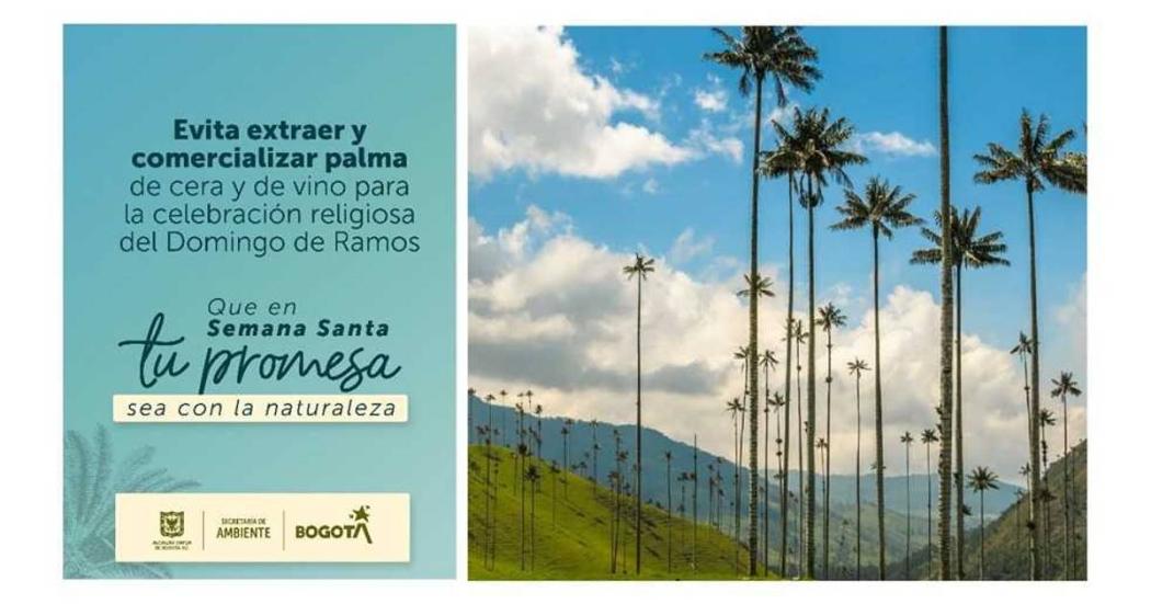 Semana Santa: Ambiente inicia campaña de protección de palma de cera 