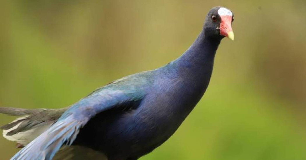 Líneas para reportar rescate de aves migratorias en peligro en Bogotá 