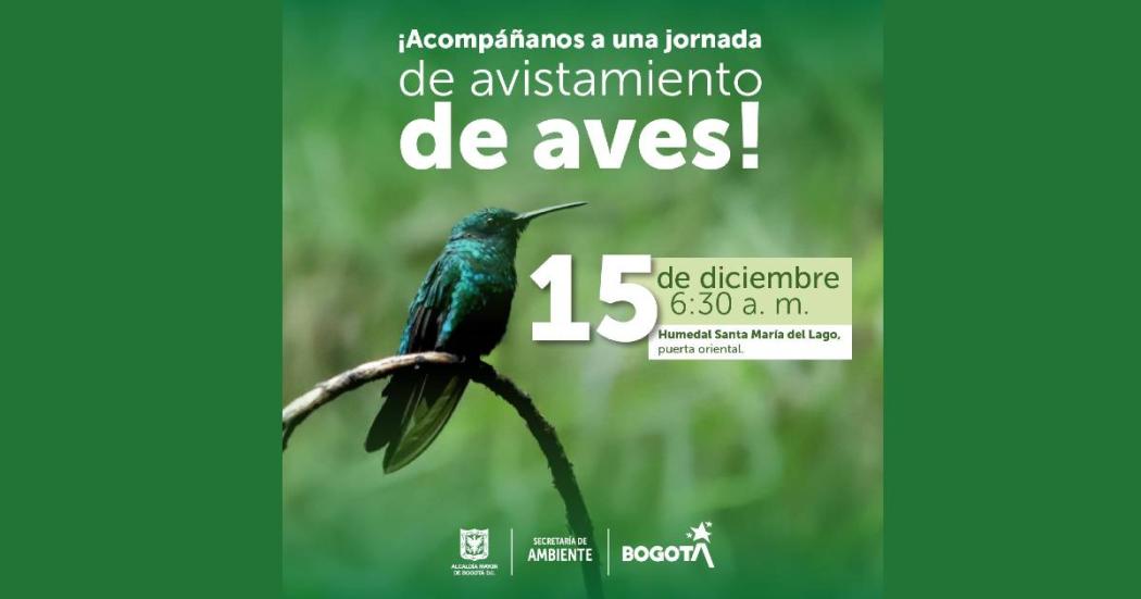 Avistamiento de aves en Humedal Santa María del Lago 15 de diciembre 