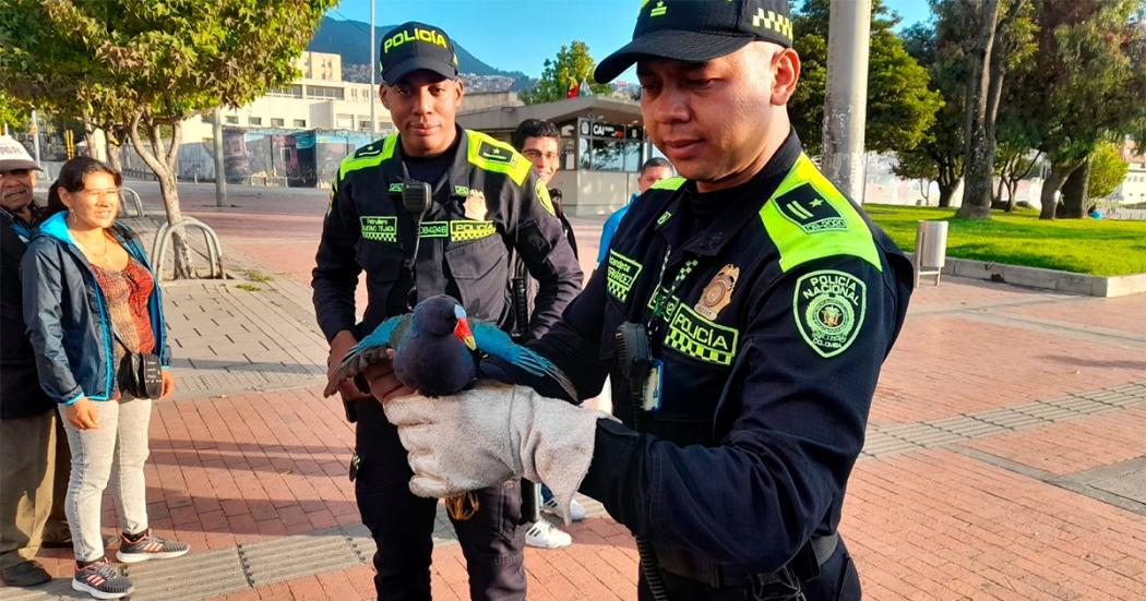 Autoridades rescataron un ave conocida como tingua azul en La Candelaria 