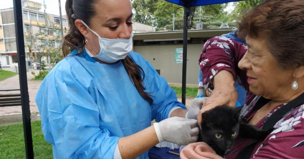 ¿No has vacunado a tu perro o gato contra la rabia? ¡Gratis en Bogotá!