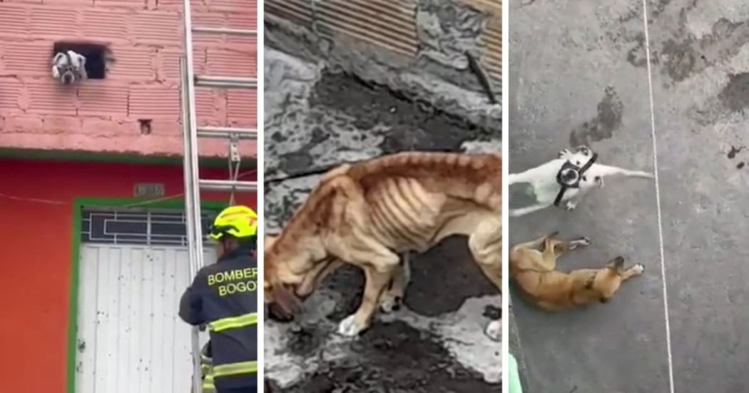 3 Caninos en Grave Estado de Salud Reciben Atención en Ciudad Bolívar