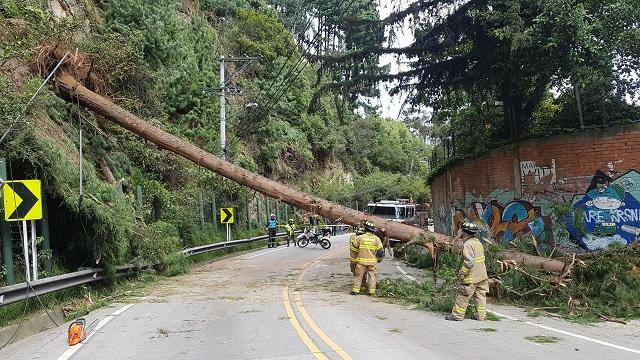 Emergencias por árboles caídos - FOTO: Prensa Bomberos de Bogotá