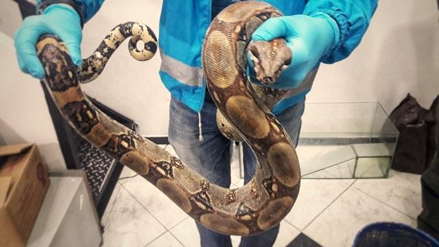 Boa constrictor recuperada por la Secretaría de Ambiente