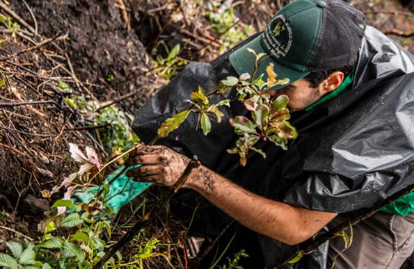 Vecinos y Jardín Botánico sembraron 200 árboles en Kennedy