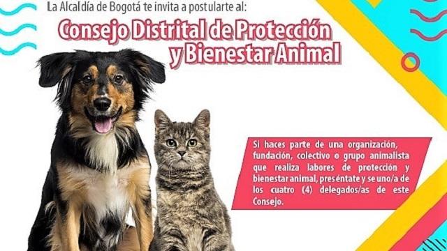 Consejo Distrital de Protección Animal - FOTO: prensa IDPAC