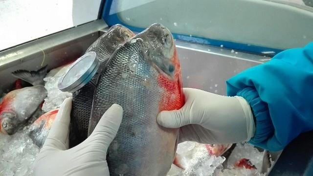 Decomisan pescado por incumplir normas sanitarias - Foto: Secretaría de Salud