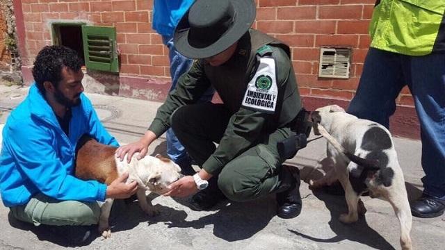 El Escuadrón Anticrueldad ha rescatado a más de 80 animales este año. Foto: Prensa Protección Animal