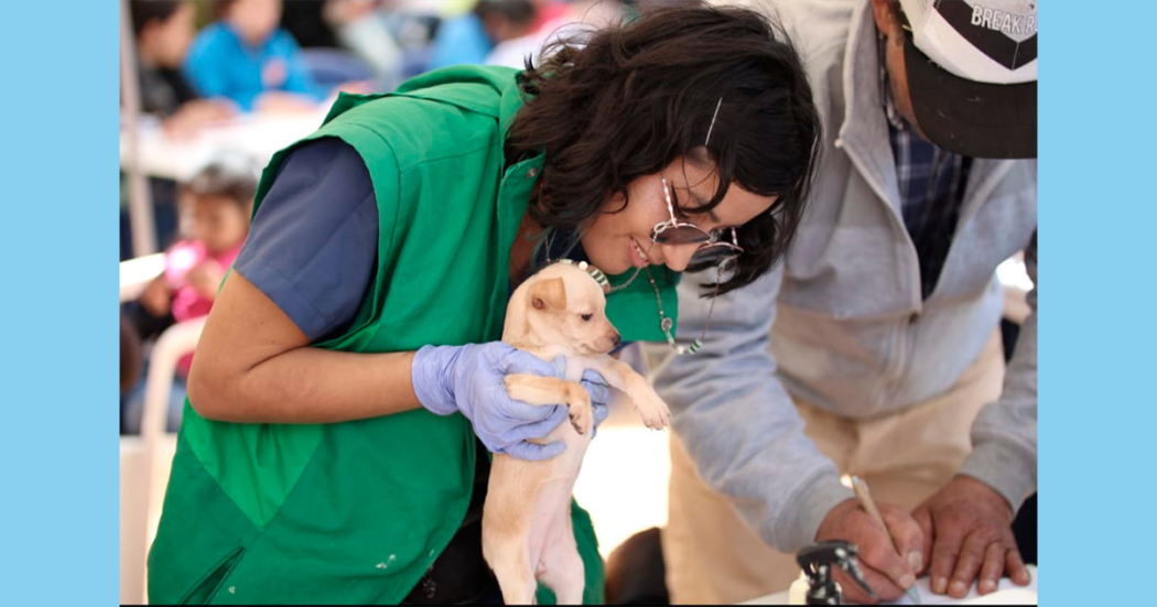 Lleva a tu perro o gato a la jornada médico veterinaria en C Bolívar ¡Octubre 6!