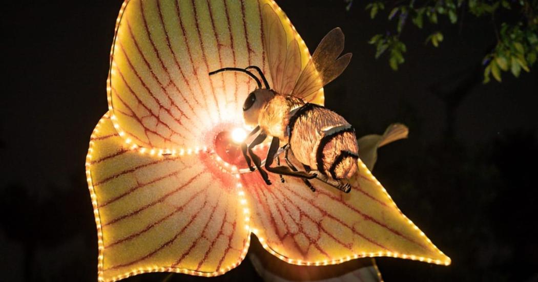 Noviembre 25 inicia MajestuOSOS festival de luces del Jardín Botánico