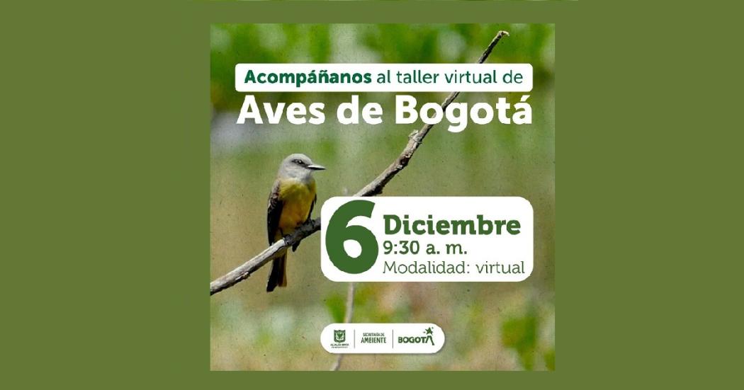 Curso virtual sobre conocimiento de aves este 6 de diciembre de 2023 