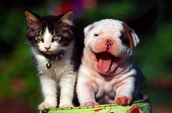 Perro y gato-Foto: animalmascota.com