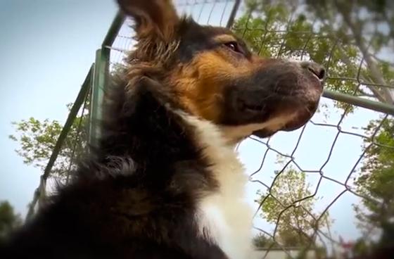 Bogotá promueve la adopción canina