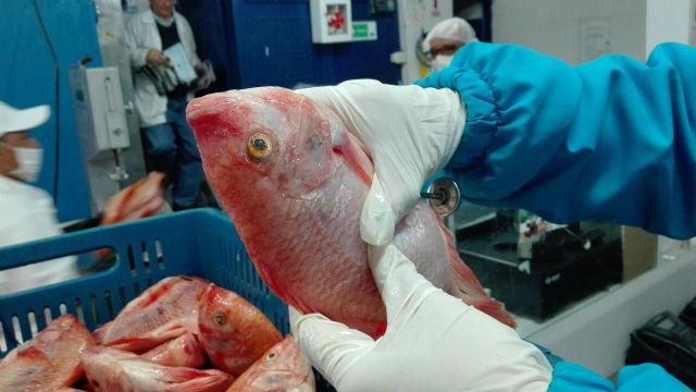 Control a la venta de pescado - Foto: Secretaría de Salud