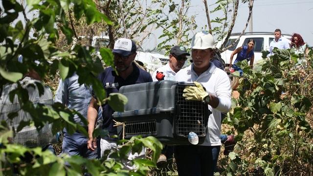Liberación. Foto: Secretaría de Ambiente