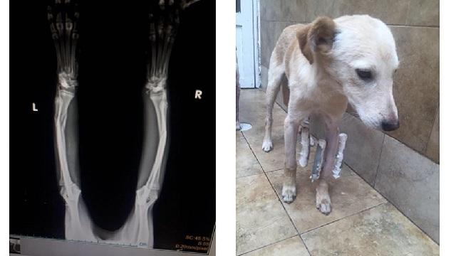 Foto: Instituto de Protección Animal