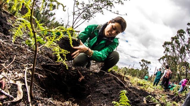 Plantación. Foto: Jardín Botánico