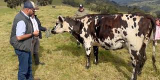 Productor ganadero de la localidad de Sumapaz con una vaca