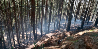 Bosque de pinos con humo visible tras incendio forestal en Bogotá