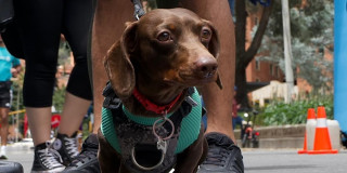 Perro salchicha participa en la Ruta Sabuesos de la Ciclovía de Bogotá, iniciativa para el bienestar de animales de compañía.
