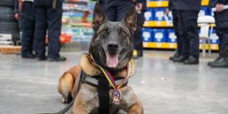 Foto de Dastan.