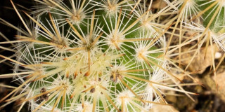 Detalle de cactus con espinas radiales densas y textura verde iluminada natural