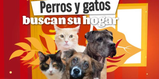 Pieza gráfica con perros y gatos en adopción y texto “Perros y gatos buscan su hogar” en Bogotá.