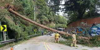 Emergencias por árboles caídos - FOTO: Prensa Bomberos de Bogotá