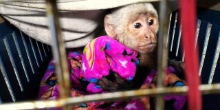 Mono macho cariblanco enjaulado - Foto: Secretaría Distrital de Ambiente