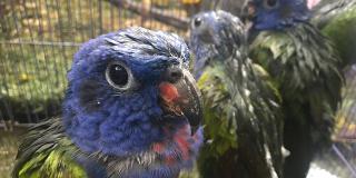 Loros cabeciazul uno de los tipos de aves que iba a ser comercializada - Foto: Secretaría de Ambiente