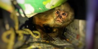 Primate hembra de especie cariblaca - Foto: Secretaría de Ambiente