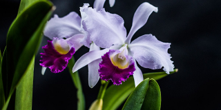 Las mejores orquídeas llegan a Bogotá - Foto: Jardín Botánico