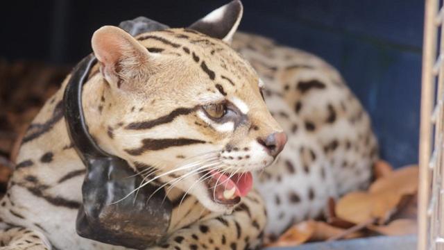 Liberación Ocelote - Foto: Prensa Secretaría de Ambiente