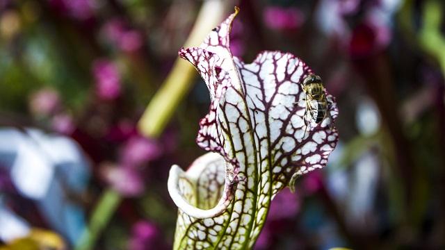Foto: Jardín Botánico de Bogotá Foto: Jardín Botánico de Bogotá
