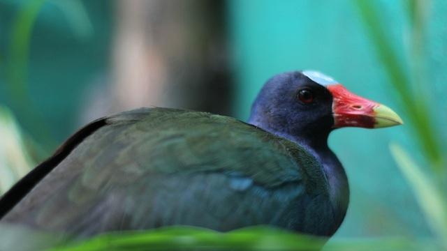 Foto: Instituto de Protección Animal