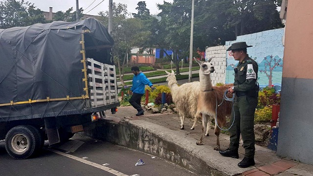 Llama rescatada por el Dsitrito - Foto: Prensa Oficina de Protección y Bienestar Animal Llama rescatada por el Dsitrito - Foto: Prensa Oficina de Protección y Bienestar Animal