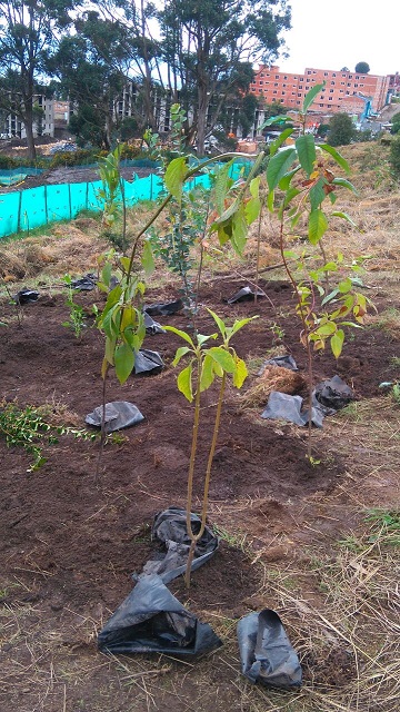 Foto: Secretaría de Ambiente