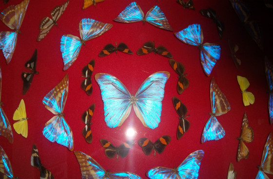 Mariposa Mineras - Foto: Alcaldía Mayor de Bogotá - Olga Lucía Vásquez