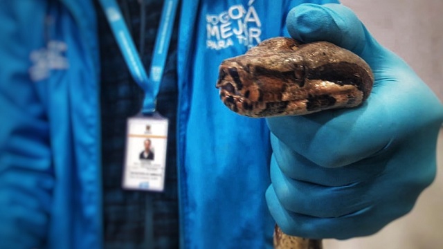 Boa constrictor recuperada por la Secretaría de Ambiente Boa constrictor recuperada por la Secretaría de Ambiente