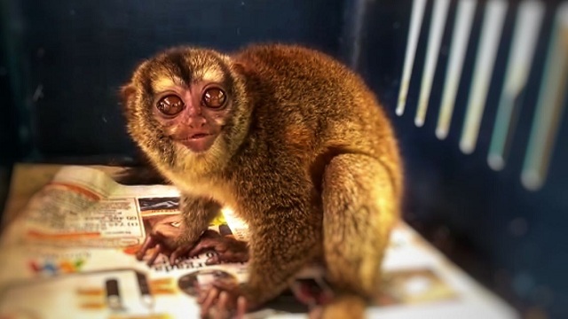 Mono nocturno - Foto: Secretaría de Ambiente Mono nocturno - Foto: Secretaría de Ambiente