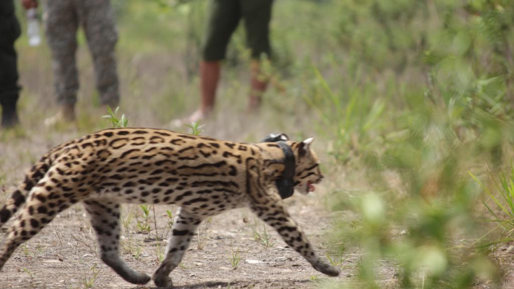 Liberación de Ocelote - FOTO: Prensa Secretaría de Ambiente