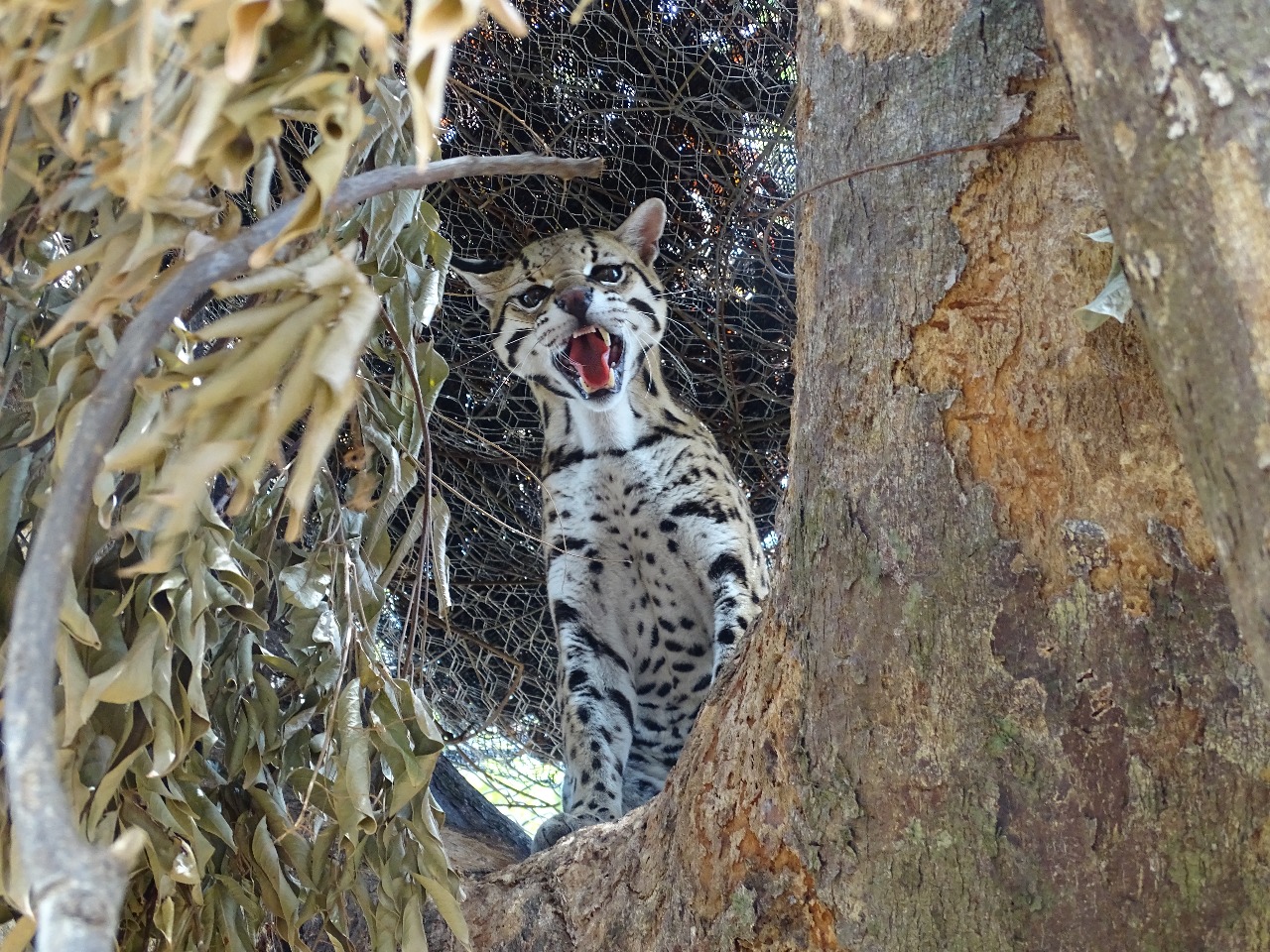 Liberación de Ocelote - FOTO: Prensa Secretaría de Ambiente
