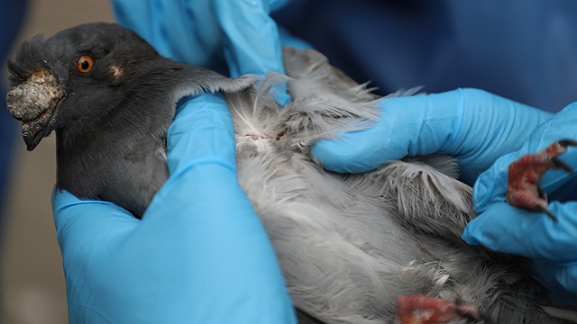 Foto: Instituto de Protección Animal